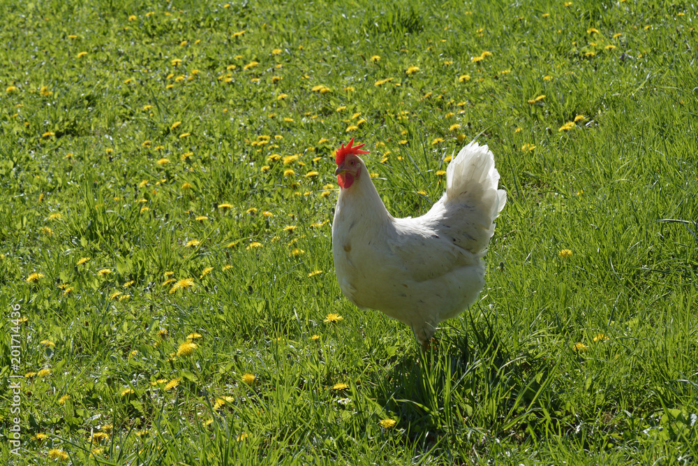 Fototapeta premium freilandhuhn
