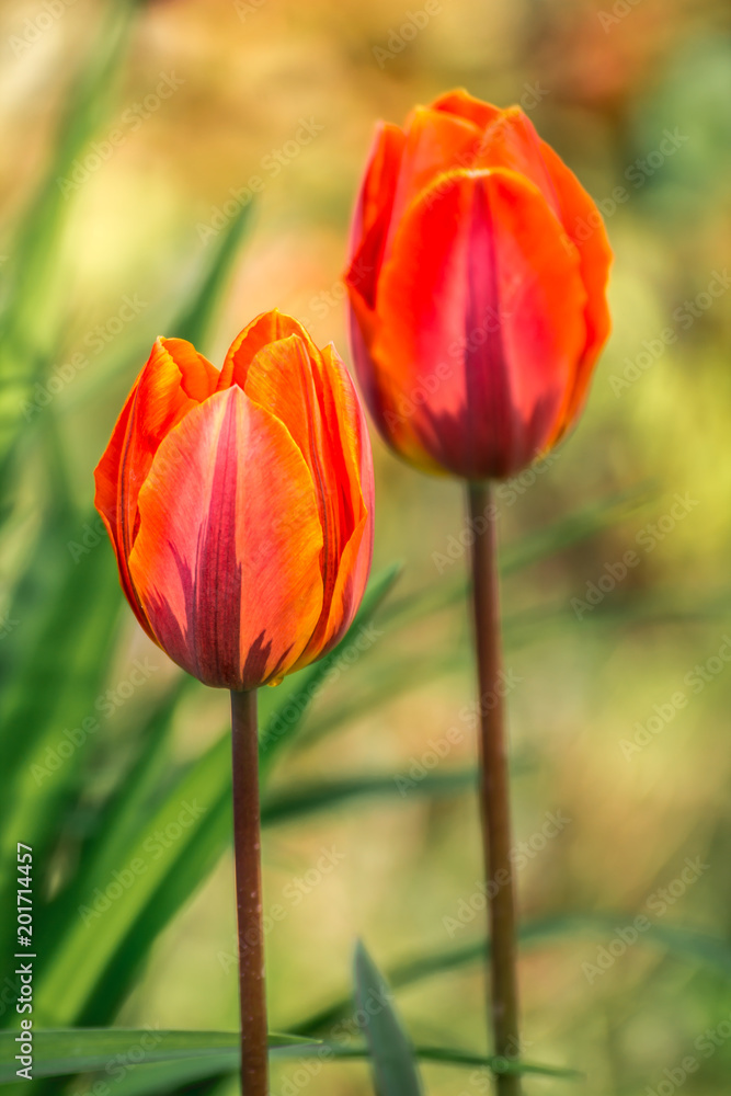 Tulips, tulipa blooming in spring time, dyed with a wide variety of colors Tulips, tulipa blooming in spring time, dyed with a wide variety of colors