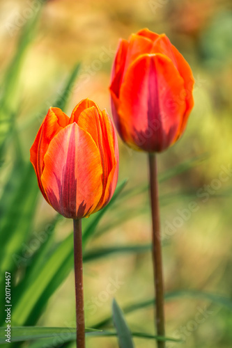 Tulips  tulipa blooming in spring time  dyed with a wide variety of colors