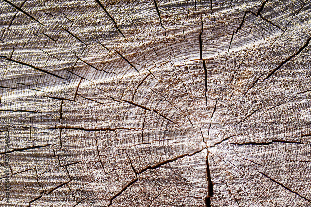 Fototapeta premium The texture of the cross-section of a log with cracks