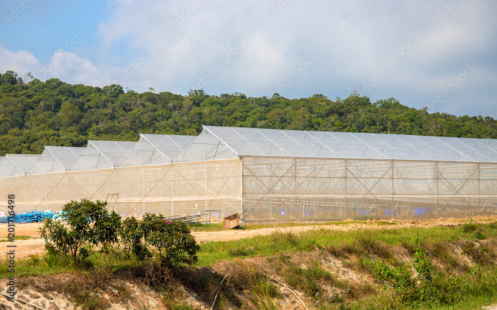Summer landscape with greenhouses. Hothouse for plants and vegetables growth.