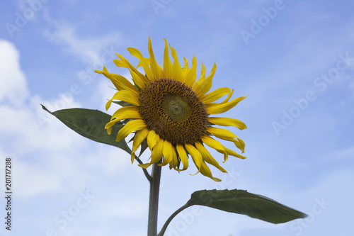 sunflowers in the morning