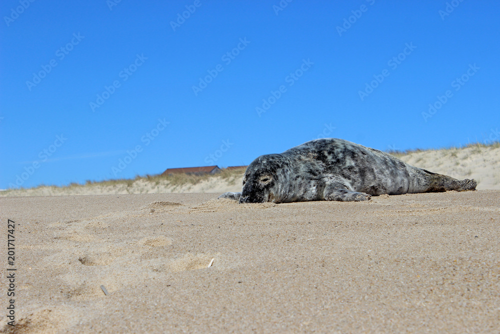 Grey and white harbor seal pup sunning on isolated sandy coastal ocean beach 
