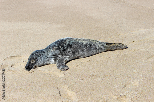 Grey and white harbor seal pup sunning on isolated sandy coastal ocean beach 