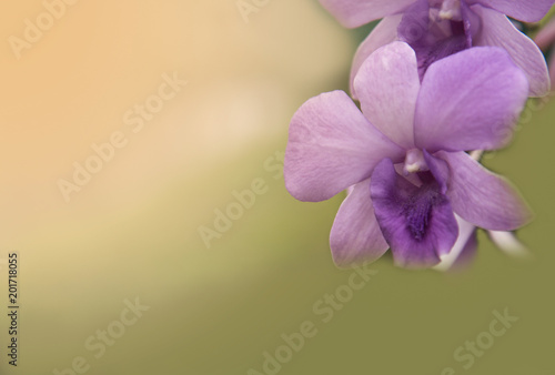 Orchid flower in the garden at winter or spring day for postcard beauty and agriculture idea concept design. Phalaenopsis orchid or Moth orchid.