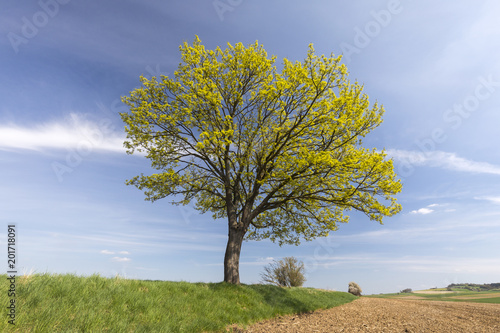 View of a tree in spring landscape in Germany