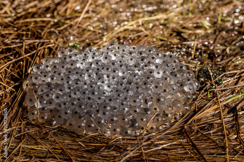 Frog eggs from the Common Frog, Rana temporaria, lying on moist grass on land. Birkenes, Norway photo