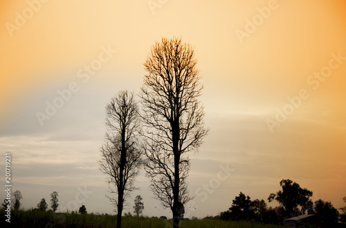 Dry trees at sunset time