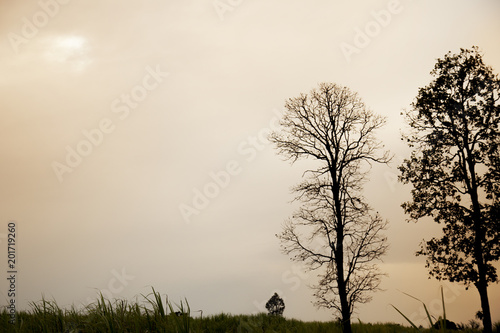 Dry trees at sunset time