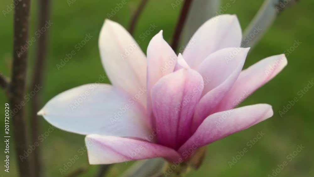 Flower of a pink magnolia. Spring, nature is a blooming tree. Flower of a pink magnolia. Spring, nature is a blooming tree.