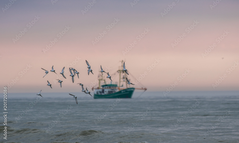 Naklejka premium Germany Sylt, a flock/group of seagulls which are in focus flying at the sunset sky with a fishing boat in the background (blurred/out of focus). the sky has a beautiful dramatic pink colour