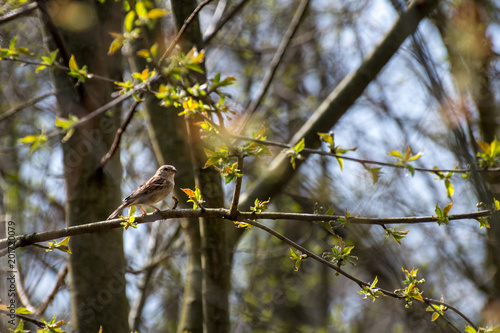 Switzerland Basel, brown house sparrow sitting on a branch of a tree with green leaves