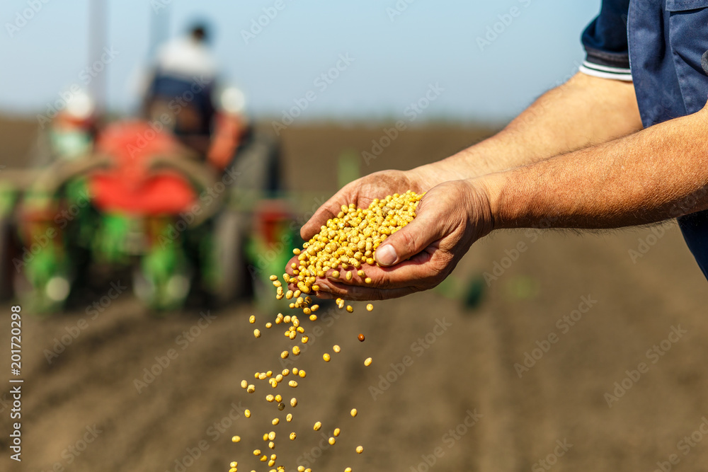 Close up of senior farmer with soybean seed in his hands. - obrazy, fototapety, plakaty 