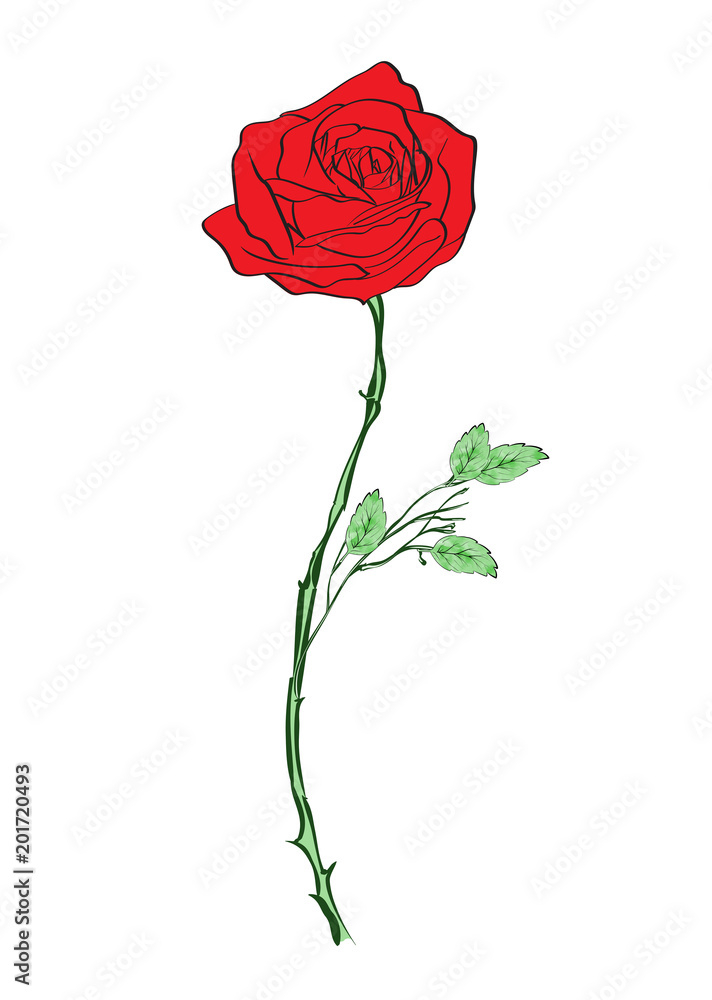 Deep red, ruby rose flower with green leaves, sketch style vector  illustration isolated on white background. Realistic hand drawing of open red  rose, symbol of love, decoration element Stock Vector | Adobe
