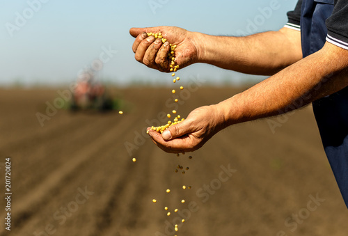 Photo Close up of senior farmer with soybean seed in his hands.