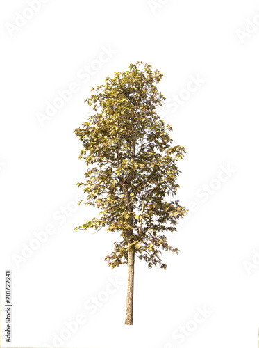 tree isolated on white background