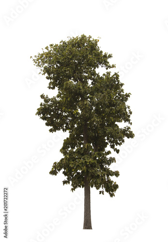 tree isolated on white background