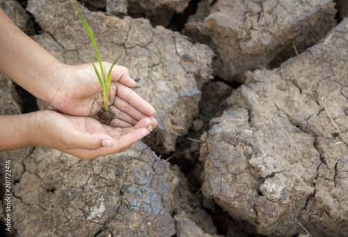 The hand holds the seedlings to the drought ground.