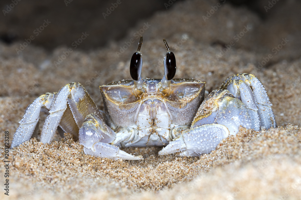 small crab on the beach small crab on the beach