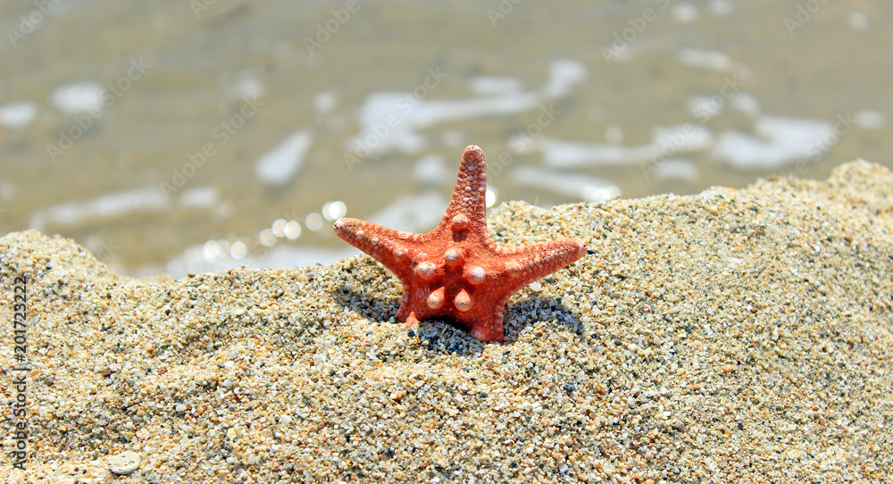 Summer creation on the beach with sea natural creatures Summer creation on the beach with sea natural creatures