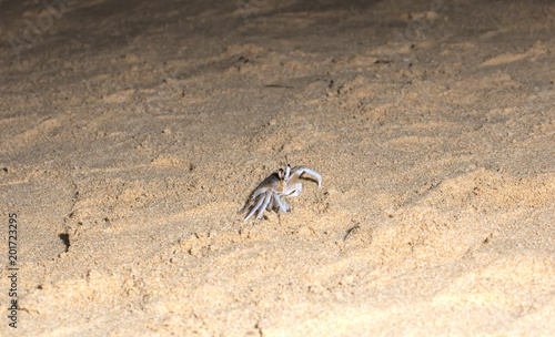 small crab on the beach