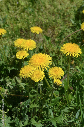 Fototapeta Naklejka Na Ścianę i Meble -  dandelion flowers spring time