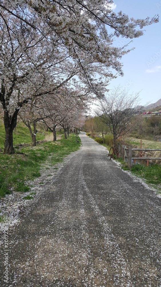 Sakura cherry blossom in park at spring time