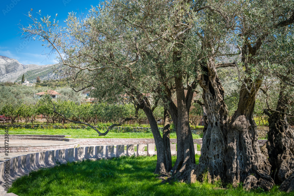 The oldest olive tree in Europe