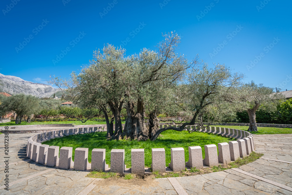 The oldest olive tree in Europe