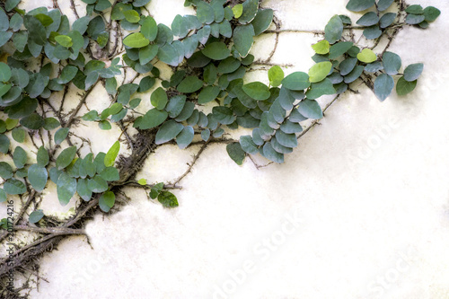 Green leaf ivy plants along the brick wall. © leaw197340