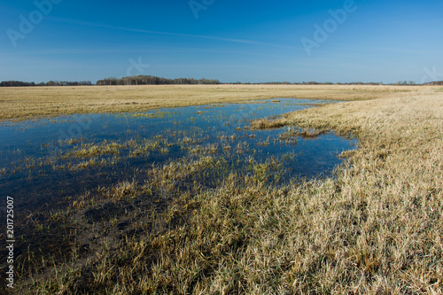 Dry grass in a meadow flooded with water