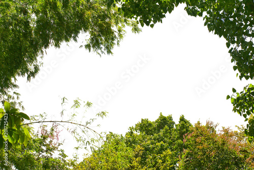 green tree isolated on white background