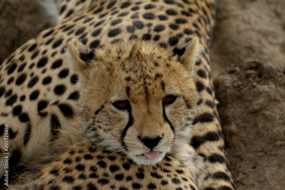 guépard6 guépard6
