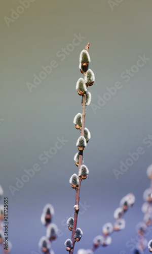 vertical beautiful willow branches with fluffy delicate buds on blue spring s...