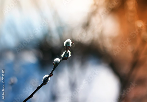 willow branch with fluffy buds stretch to the bright Sunny spring sky in the ...