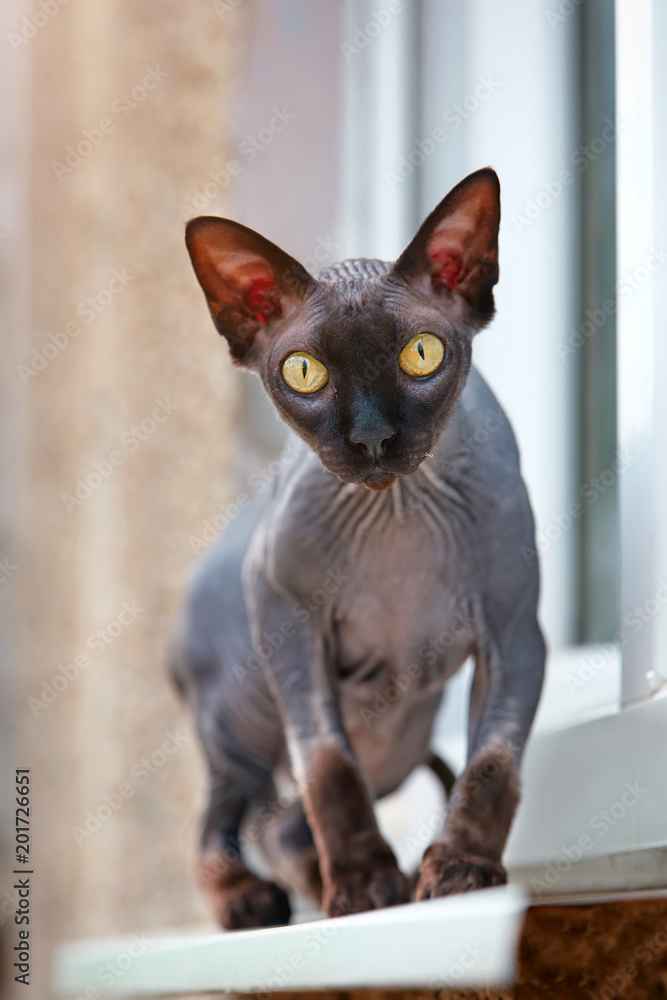 Don Sphynx cat walks on the window sill outside the window and basks in the sun. Bald kitten