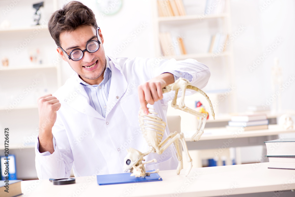 Funny crazy student doctor studying animal skeleton Funny crazy student doctor studying animal skeleton