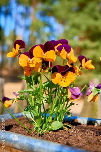 yellow and pulple pansies photo