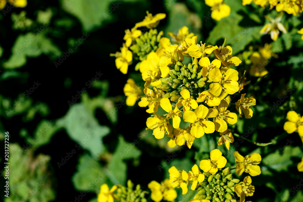 Yellow rapeseed flowers in bloom Yellow rapeseed flowers in bloom