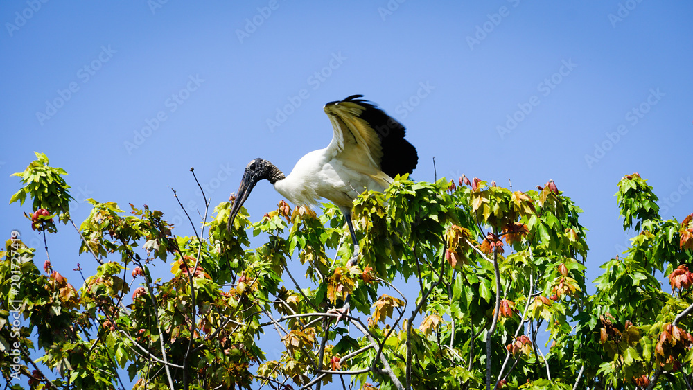 Obraz premium Woodstork in the Trees