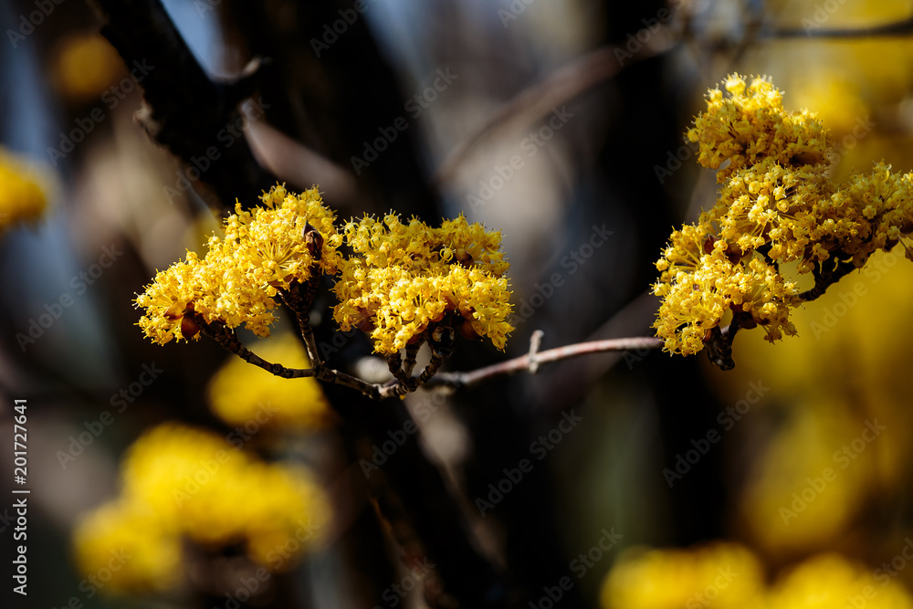 a macro shot of very small cornelian cherry flowers a macro shot of very small cornelian cherry flowers