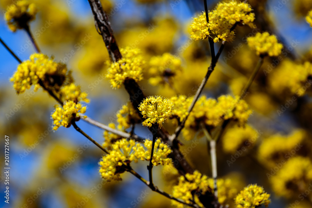 a macro shot of very small cornelian cherry flowers a macro shot of very small cornelian cherry flowers