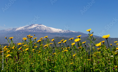 landscape photo of the etna  in Sicily with flowers in the foreground