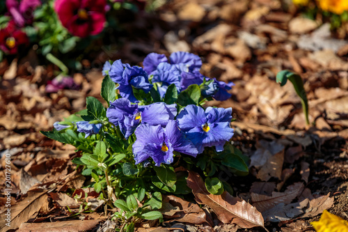 Blue pansies in the park