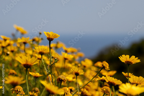 field of yellow flowers during spring near the sicilian coast
