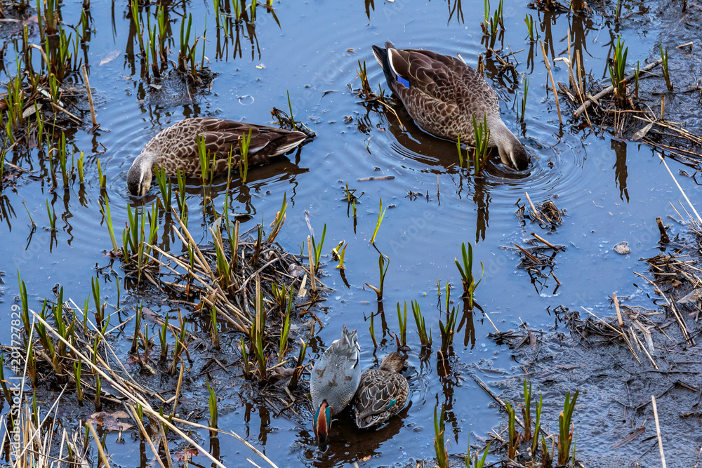 group of ducks eating in shallow water group of ducks eating in shallow water