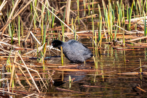 waterfowl walking in the marsh