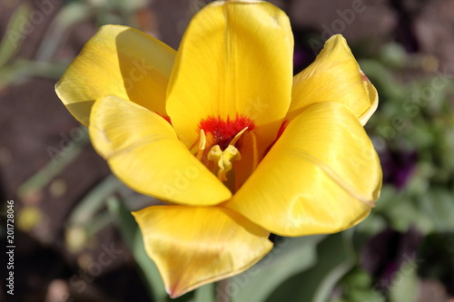 tulip