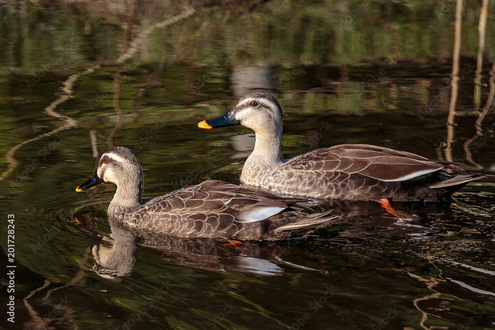 a pair of ducks in a duck pond a pair of ducks in a duck pond