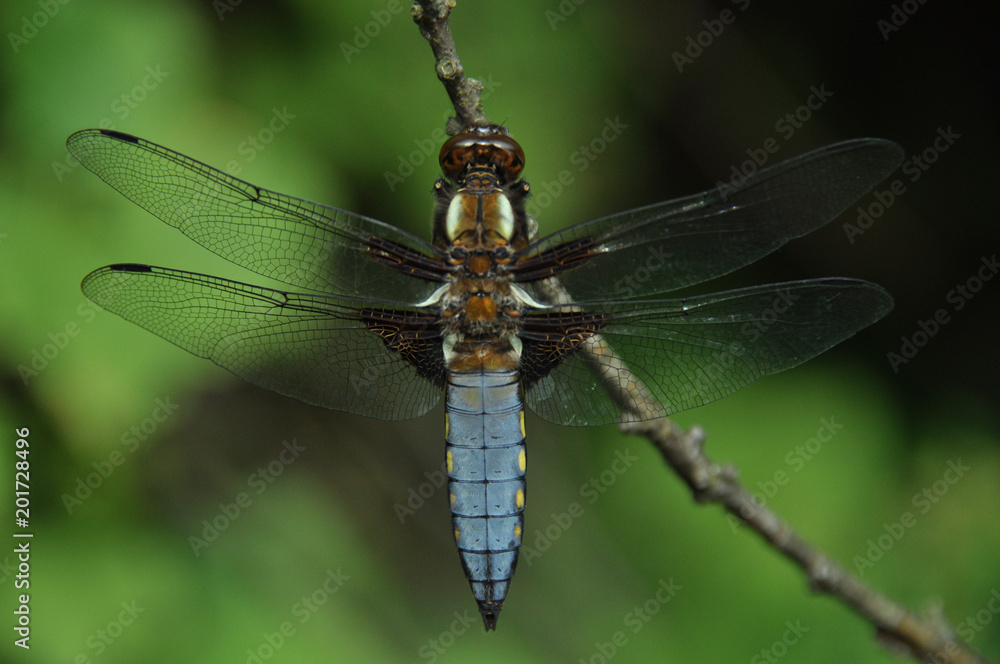 drangonfly drangonfly